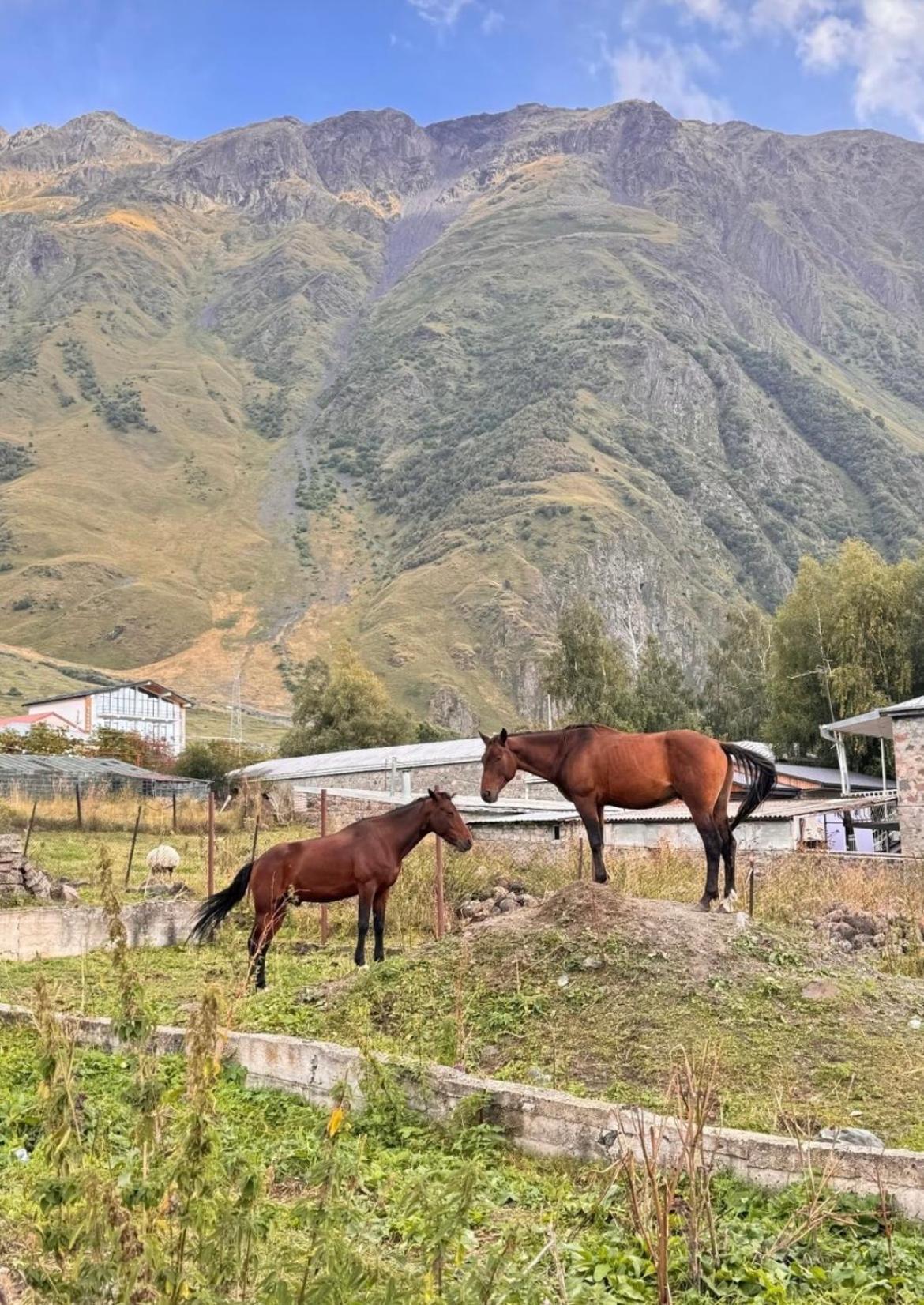 Edelweiss Cottage Kazbegi Eksteriør bilde